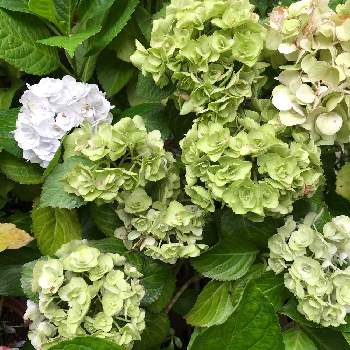 アンジェリカの投稿画像一覧 Greensnap グリーンスナップ