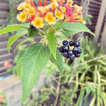 ランタナの実の投稿画像一覧 Greensnap グリーンスナップ