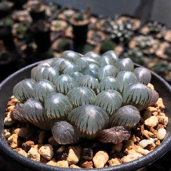 ハオルチア ドドソン紫オブツーサの投稿画像一覧 Greensnap グリーンスナップ