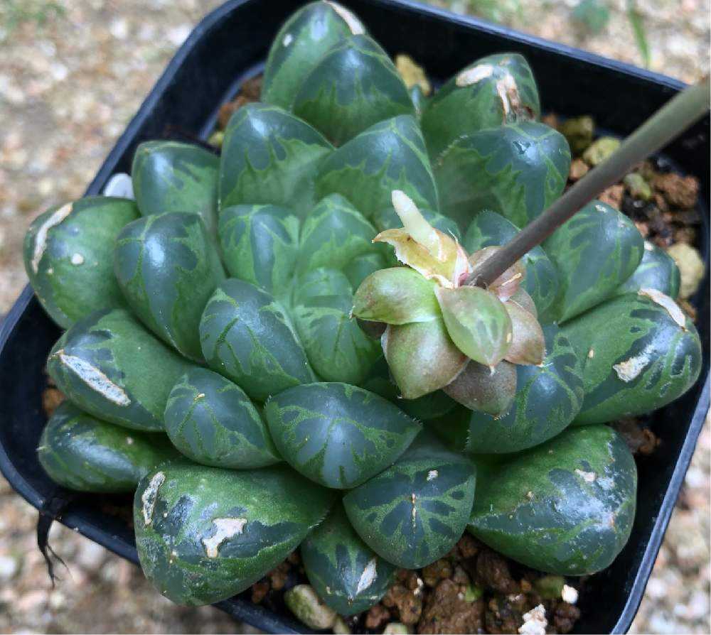ハオルチアの花子 花仔 を見守る Greensnap グリーンスナップ