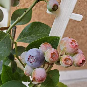 ブルーベリーの実 の投稿画像一覧 Greensnap グリーンスナップ