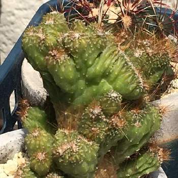 金獅子の投稿画像一覧 Greensnap グリーンスナップ