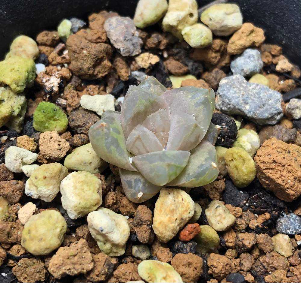 ハオルチアの花子 花仔 を見守る Greensnap グリーンスナップ