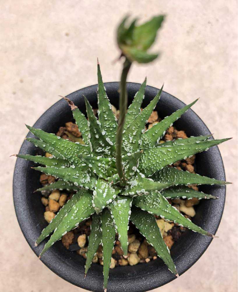 ◇多肉植物/ハオルチア ☆天使の泪