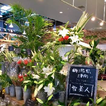 カインズ茂原店の投稿画像一覧 Greensnap グリーンスナップ