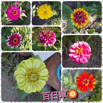 百日草♡の画像 by 春の薔薇さん | 広い庭と百日草♡と庭うえの花❣️と種から(^_^;)育てる
