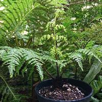 ヘゴの育て方 育てる場所や水やりの頻度は Greensnap グリーンスナップ ヘゴの育て方 育てる場所や水やりの頻度は Greensnap グリーンスナップ