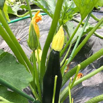 ズッキーニ雌花の投稿画像一覧 Greensnap グリーンスナップ