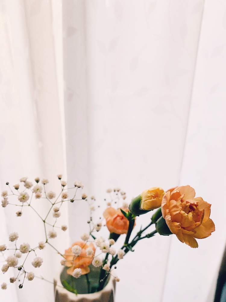 カーネーションの投稿画像 By Okei Flowerさん 21月7月17日 Greensnap グリーンスナップ