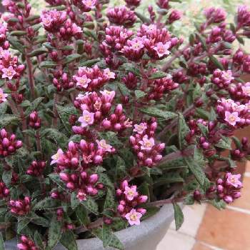 あかりの投稿画像一覧 Greensnap グリーンスナップ