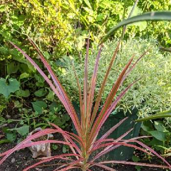 ドラセナコンシンネ レインボーの投稿画像一覧 Greensnap グリーンスナップ