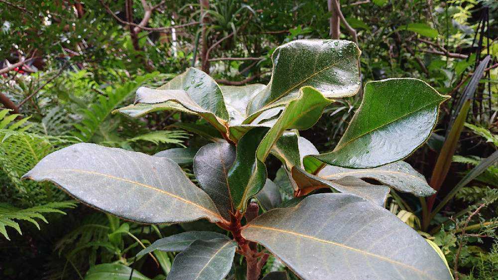 小判菩提樹苗フィカス （愛知県観葉植物の生産者株式会社豊楽園