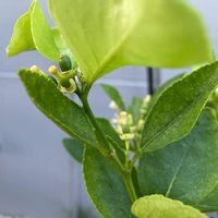 ライムの育て方 収穫時期や剪定方法は 鉢植え栽培もできる Greensnap グリーンスナップ