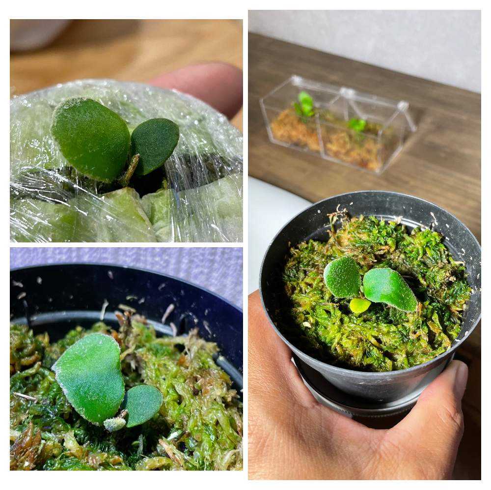 P. willinckii cv. Celso Tatsuta 成長記録｜🍀GreenSnap