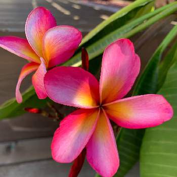 ジャングルジャックの投稿画像一覧 Greensnap グリーンスナップ