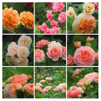 夕方の散歩の画像 by サワーポメロさん | ばら バラ 薔薇と近くの公園と素敵な庭に✨と夕方の散歩と皆様に感謝と花のある暮らし