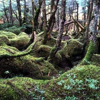 苔の魅力の画像 by Sachiさん | お出かけ先と苔 こけと今日の一枚と植物好きと苔の魅力とSachiの山歩き