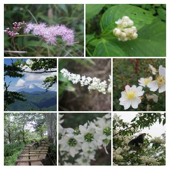 野ばらの投稿画像一覧 Greensnap グリーンスナップ