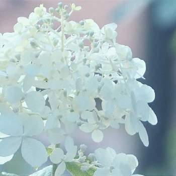 春の花たちの投稿画像一覧 Greensnap グリーンスナップ