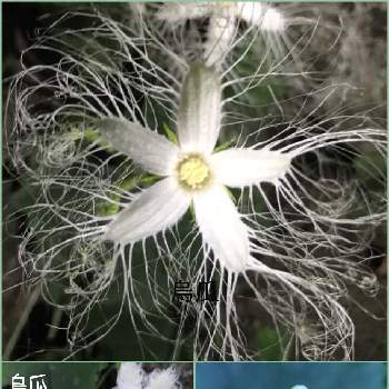ウリ科の投稿画像一覧 Greensnap グリーンスナップ