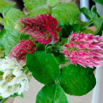 レモンバームの投稿画像一覧 Greensnap グリーンスナップ