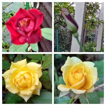 薔薇 夜のシラベの画像 by メリーさん | 小さな庭と薔薇ゴールドバニーと薔薇 夜のシラベとおうち園芸と鉢植えと花のある暮らし