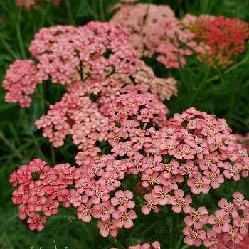 アキレア の投稿画像一覧 Greensnap グリーンスナップ