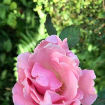 薔薇 ダフネの画像 by グッチさん | 広い庭と薔薇 ダフネと大好きな薔薇♡と可愛いピンクのお花とおうち園芸と地植えと薔薇の花