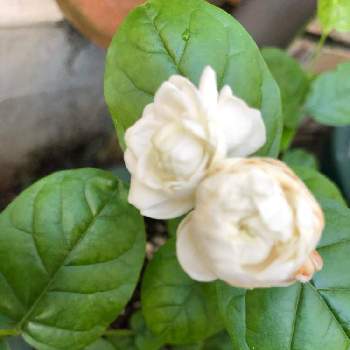 バラ咲きアラビアジャスミンの投稿画像一覧 Greensnap グリーンスナップ