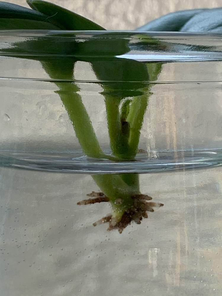 ペペロミアの投稿画像 By Koroさん ペペロミア オブツシフォリアと窓辺 21月7月18日 Greensnap グリーンスナップ Greensnap グリーンスナップ