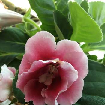 室内花の投稿画像一覧 Greensnap グリーンスナップ