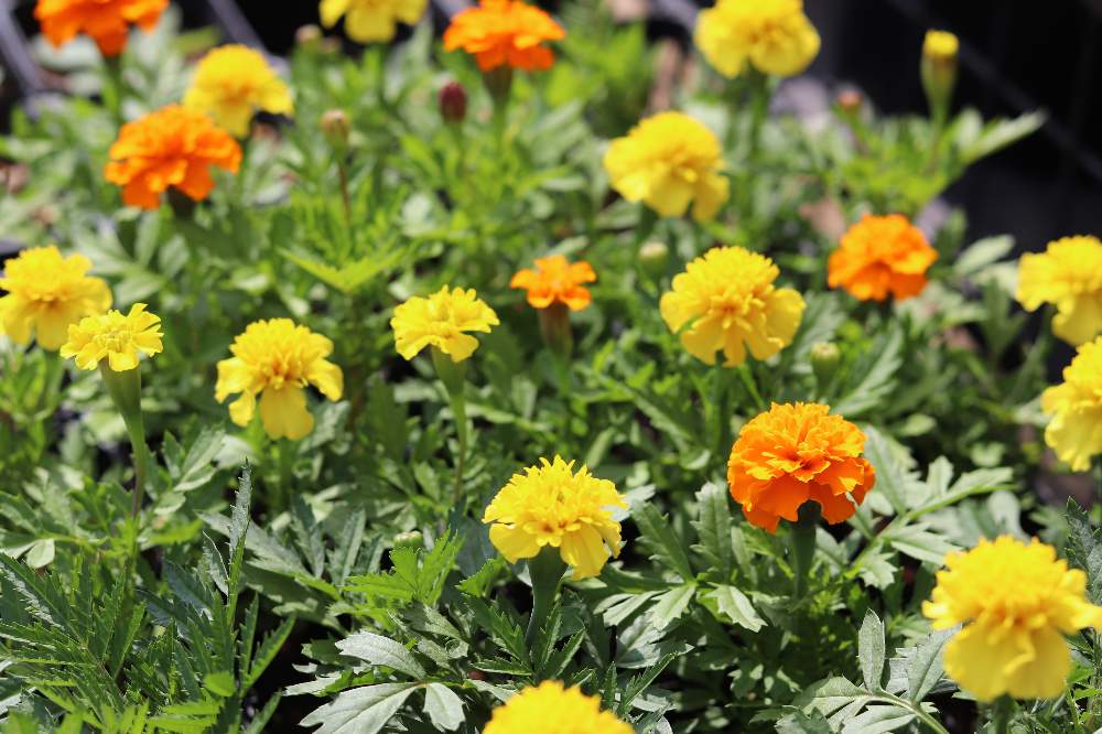 マリーゴールド ダイソーの種でチャレンジ 完 Greensnap グリーンスナップ