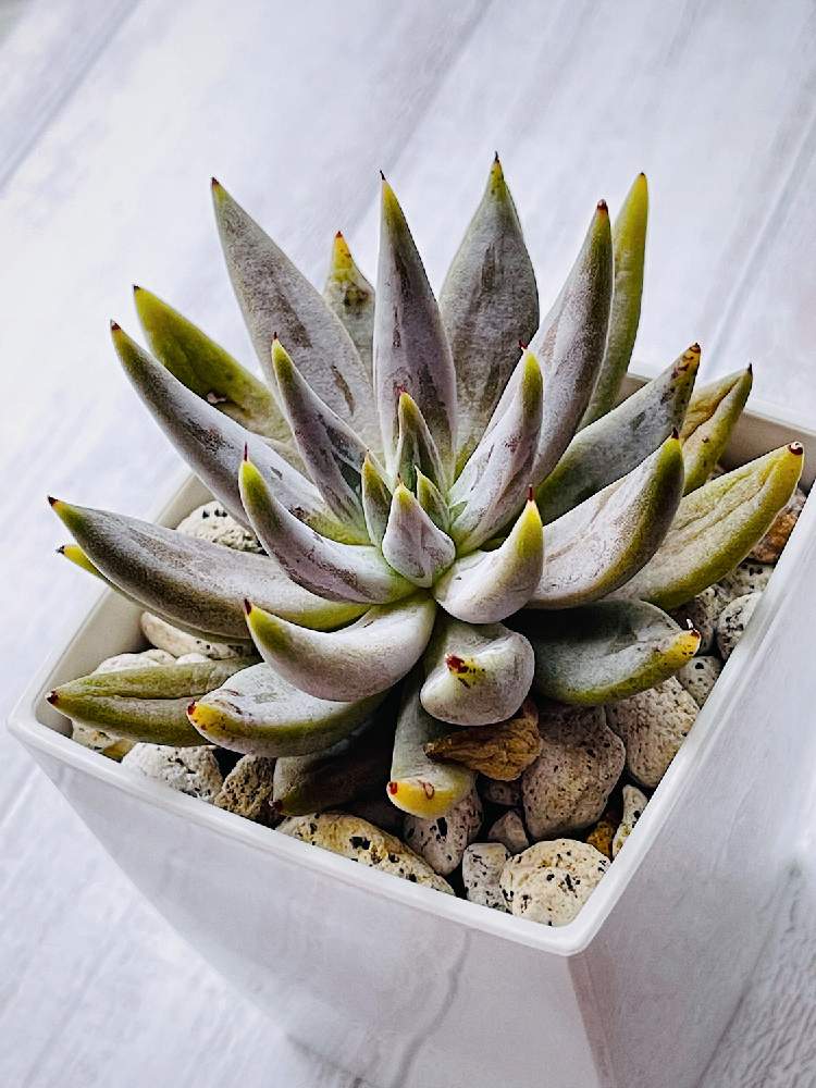 アンギキュラータの投稿画像 By Yuzumaruさん ウォーターマークとカッコイイ と多肉植物とエケベリア ウングイクラータとエケベリア属とgreen Up とエケベリア アンギキュラータと爪好き 21月7月18日 Greensnap グリーンスナップ