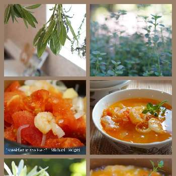 コモンセージ♡の画像 by marikoさん | スイート　マジョラムとコモンセージ♡とハーブ　タイムとハーブとハーブのある暮らしと夏野菜