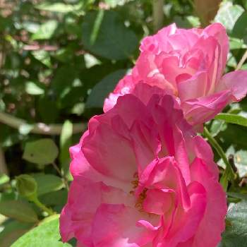 夏がきた♡の画像 by roboさん | 小さな庭とばら バラ 薔薇と夏がきた♡とピンク❤︎ピンクと植えっぱなし の庭と花のある暮らしと里山ガーデン