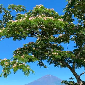 可愛い形の画像 by ひみつのアッコちゃんさん | お出かけ先と合歓の木の花と富士山の見える景色と可愛い花と美しい花と富士山と麓の花と元気な花と大好きな花と美しい景色と可愛い形と花を見る喜びと美しい自然と私のお気に入りと美しい富士山と地植えの花