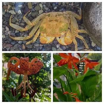 サワガニの投稿画像一覧 Greensnap グリーンスナップ