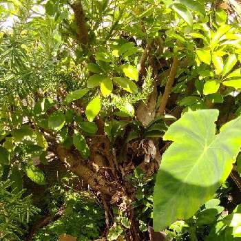 オノマンネングサ Greensnap グリーンスナップ