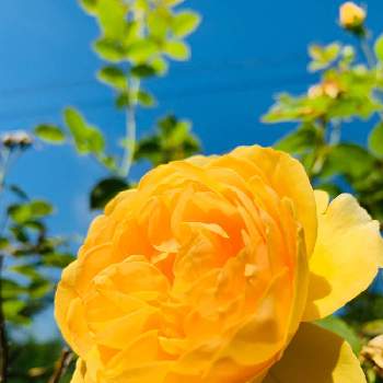 今朝の１枚の画像 by のばらさん | 広い庭とおはようと❤️M.family❤️と黄色の花とグラハムトーマスと薔薇♪と今朝の１枚と福島からのエール