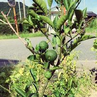 スダチの木の育て方 剪定や収穫の時期は 鉢植えでも栽培できる Greensnap グリーンスナップ スダチの木の育て方 剪定や収穫の時期は 鉢植えでも栽培できる Greensnap グリーンスナップ