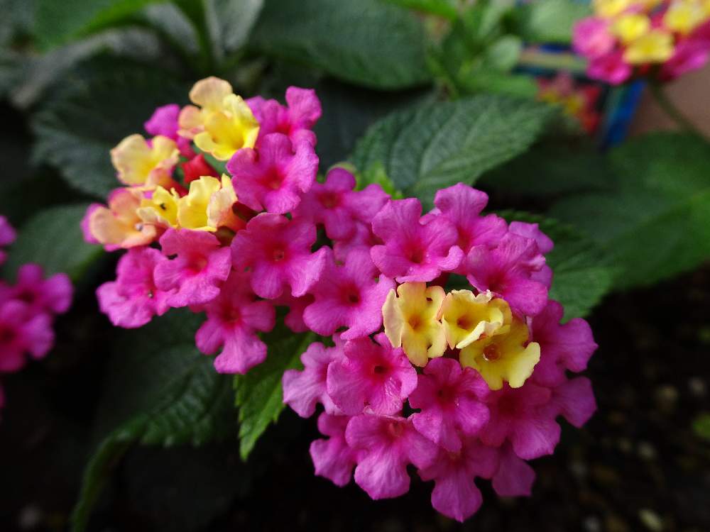 ランタナの投稿画像 By Specialさん ランタナ とクマツヅラ科シチヘンゲ属と熱帯アメリカ原産と花言葉と熊本から各地へ とランタナ七変化 とシチヘンゲ属とクマツヅラ科 21月7月18日 Greensnap グリーンスナップ