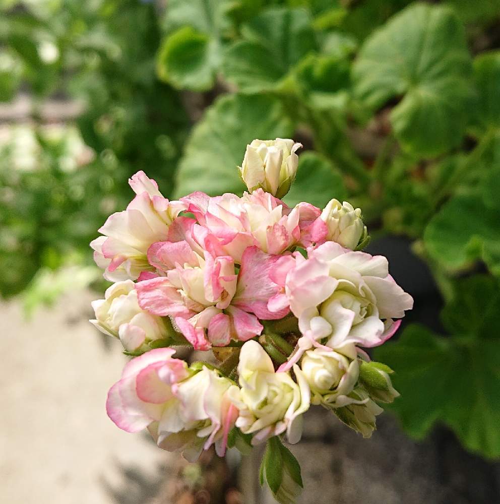 薔薇咲きゼラニウム アップルブロッサムの投稿画像 By Green Tinkerbellさん 小さな庭と八重咲きゼラニウム と房咲きと庭の花と複色と ゼラニウムと八重咲きとガーデニングとはなのあるくらしと薔薇咲きと庭の宿根草と八重咲きゼラニウム と房咲きと庭の花と複色と