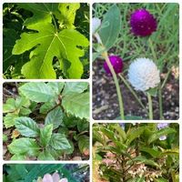 ヤブコウジ 十両 の育て方 植え替えや剪定時期は 花や実をつける方法は Greensnap グリーンスナップ