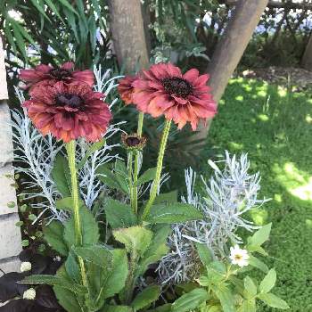 アルテルナンテラ レッド フラッシュの投稿画像一覧 Greensnap グリーンスナップ