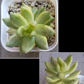 月の王子錦の投稿画像一覧 Greensnap グリーンスナップ