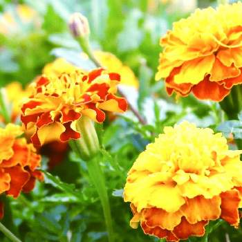 マリーゴールド＊の画像 by yamatotoさん | 小さな庭と元気いっぱいと太陽の色とマリーゴールド＊とオレンジ系とビタミンカラーと花のある暮らしとチーム福岡