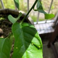 ライムの育て方 収穫時期や剪定方法は 鉢植え栽培もできる Greensnap グリーンスナップ