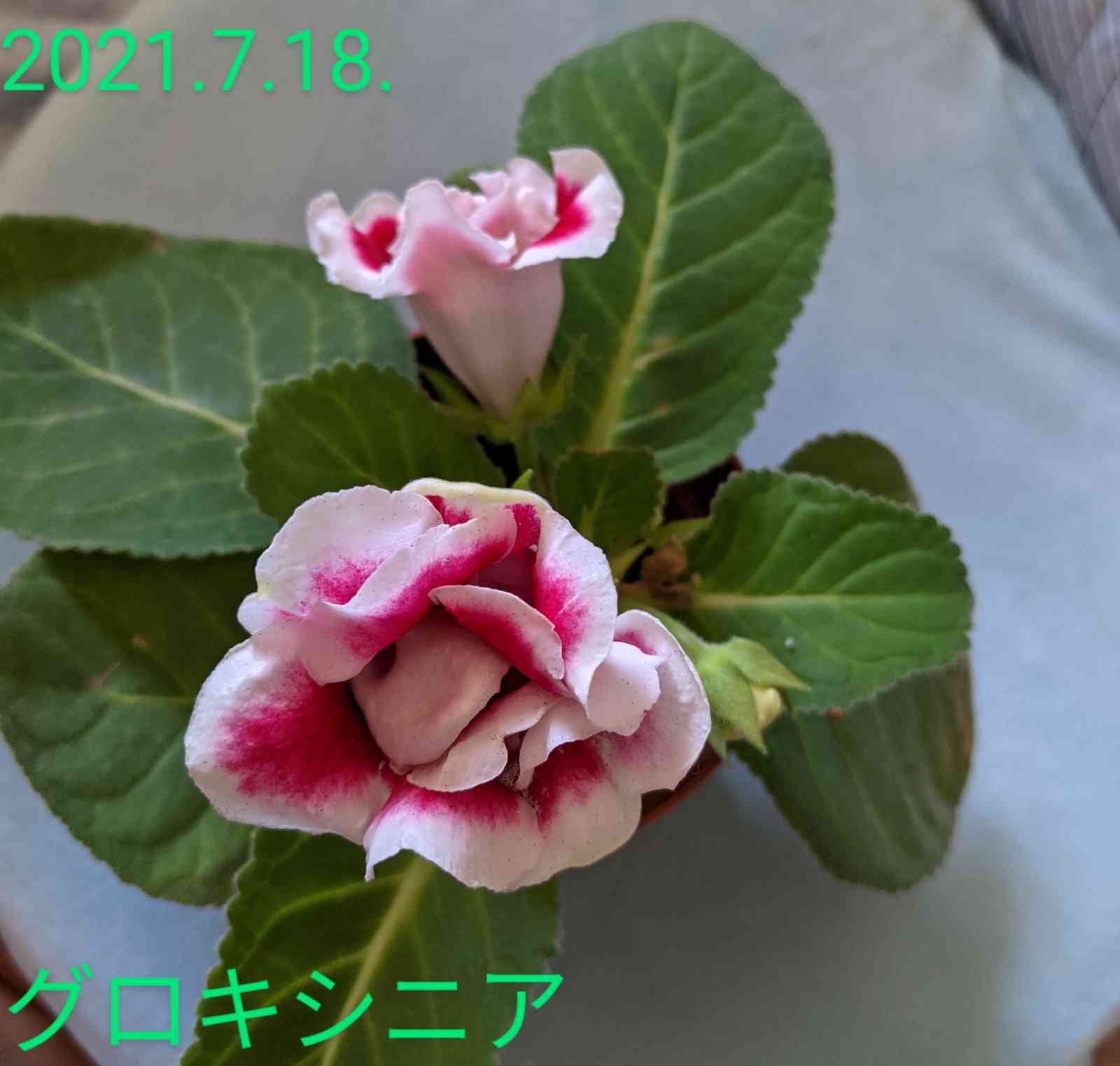 グロキシニアの花です。｜🍀GreenSnap（グリーンスナップ）