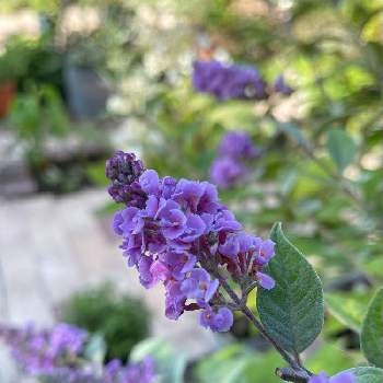 ブットレア紫の画像 by fleur＊さん | 小さな庭とお花大好き♡とブットレア紫とブッドレア　藍姫と癒しとマイガーデン♡としあわせ♡と花のある暮らしとやさしい気持ち