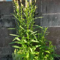 ケイトウ,ケイトウホルン,実生,もりもり,種まきっ子の画像